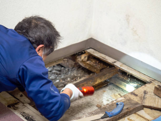 Best Mold Cleaning Services  in Smithsburg, MD