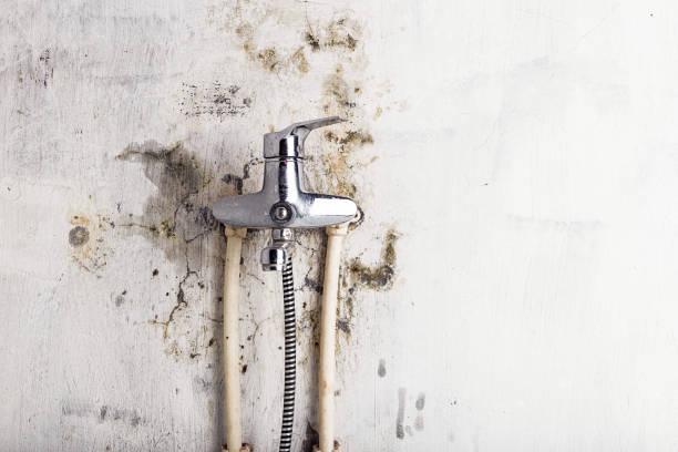 Best Mold Remediation  in Smithsburg, MD