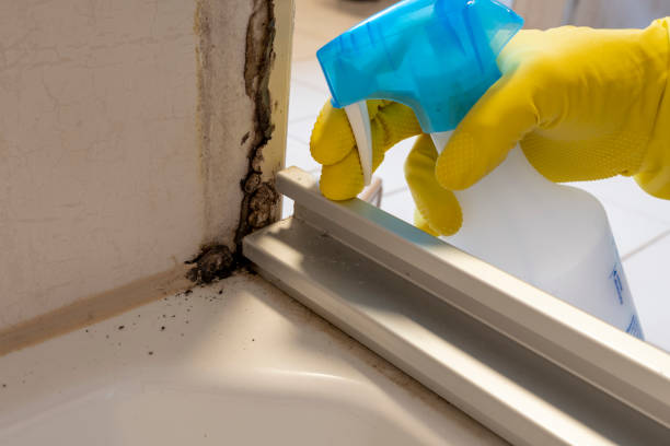 Best Mold Damage Repair  in Smithsburg, MD