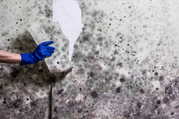 Best Black Mold Removal  in Smithsburg, MD