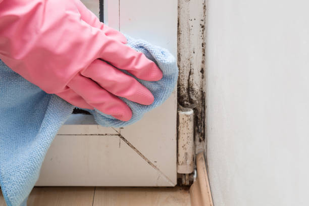 Best Mold Cleaning Services  in Smithsburg, MD