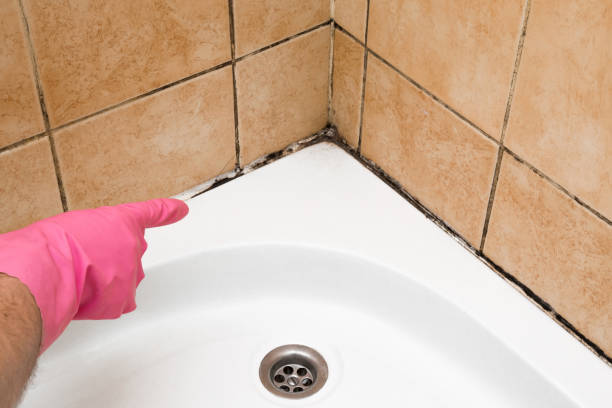 Trusted Smithsburg, MD Mold Removal Experts